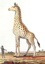 teckning av en fantastisk giraffhanne