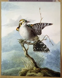 ""En liten fågel"" (Little bird) Akvarell av Georgius Jacobus Johannes van Os (1782-1861) 1798 Pushkin Museum, Moskva