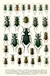 Antikt tryck av sorter av europeiska skalbaggar, ca 1910 (kromolitografi)