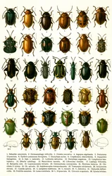 Antikt tryck av sorter av europeiska skalbaggar, ca 1910 (kromolitografi)