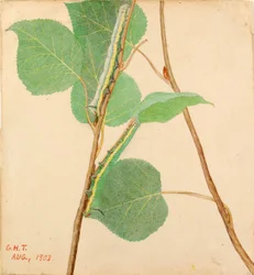 "Mirror-Back" Caterpillar, studie för boken "Concealing Coloration in the Animal Kingdom" (dold färg i djurriket)