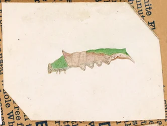 Oak Leaf Edge Caterpillar..., tidigt 1900-tal.