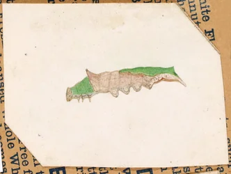Oak Leaf Edge Caterpillar, studie för boken Concealing Coloration in the Animal Kingdom (dolda färger i djurriket)