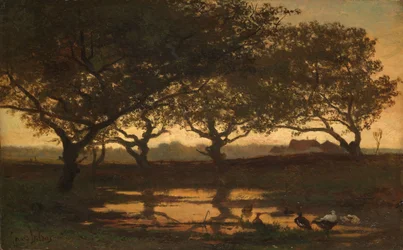 Woodland Pond vid solnedgången Damm i skogen vid solnedgången