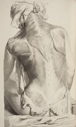 Anatomy of the Human Body av Govard Bidloo, 1685