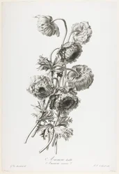 Dubbel anemon, från blommor ritade från naturen, ca 1800 (stippstick)