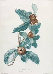 Odlad medlar (Mespilus germanica)