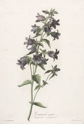 Blommor hämtade från naturen: Bellflower