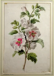 Hollyhocks (akvarell på papper)