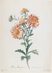 Reine-Marguerite, från Flowers Drawn from Nature, c.1800 (handfärgad stipplegravyr)