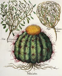 1. Melocactus; 2.Rosa Hiericontea 3.Rosa Hiericontea, från Hortus Eystettensis av Basil Besler (1561-1629), pub. 1613