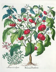 1. Solanum frukt 2. Amaracus vulgaris, från Hortus Eystettensis av Basil Besler (1561-1629), pub. 1613
