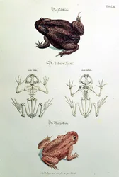 460 fol.1 Paddor, tallrik LIII från 