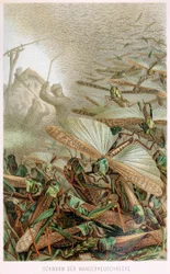 En svärm av gräshoppor, från Brehms Tierleben, pub. 1860-talets färglitografi, 1860.