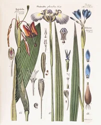 En tallrik från "Tidskrift för trädgårdsmästare, botaniker och blomsterälskare", 1840-43