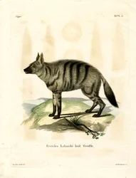 Aardwolf (färgad gravyr)