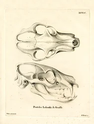 Aardwolf Skul (färgad gravyr)