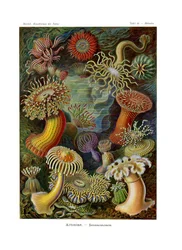 Actiniae eller Actiniaria, 1899-1904