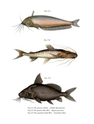 African Butter Catfish (färg litho)