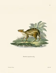 Afrikansk Chevrotain (färgad gravyr)