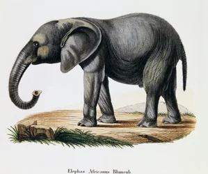 Afrikansk elefant (Elephas africanus), från däggdjur illustrerade från naturen med beskrivningar, av Johann Christian Daniel von Schreber (1739-1810), gravyr av IC Bock efter teckning av A Fleischmann, Tyskland