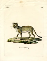 Afrikansk vildkatt (färgad gravyr)