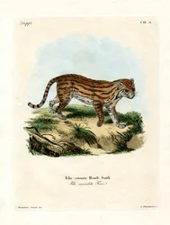 Afrikansk vildkatt (färgad gravyr)