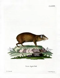 Agouti (färgad gravyr)
