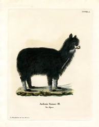 Alpaca (färgad gravyr)