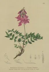 Alpin (Hedysarum obscurum, Hedysarum hedysaroides)