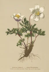 Alpin anemone (Anemone alpina, Pulsatilla alpina)