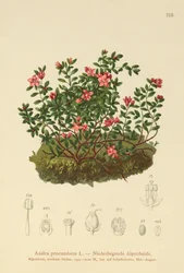 Alpin Azalea (Azalea procumbens, Loiseleuria procumbens, Kalmia procumbens)
