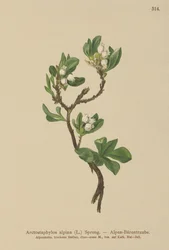 Alpin björnbär (Arctostaphylos alpina, Arctostaphylos alpinus)