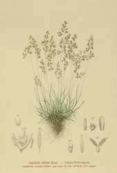 alpbentgräs (Agrostis alpina, Aira flavescens)