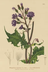 Alpin blåsuggtistel (Mulgedium alpinum, Cicerbita alpina)