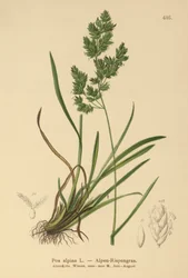 alpin blågräs (Poa alpina)