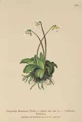 Alpin smörört (Pinguicula flavescens, Pinguicula alpina)
