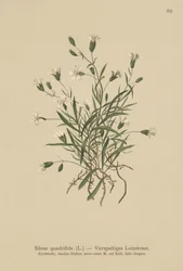 Alpin Campion (Silene quadrifida, Ixoca quadrifida)