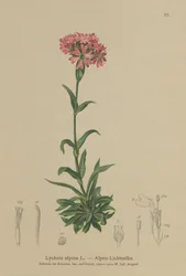 Alpin fångfluga (Lychnis alpina, Silene suecica)