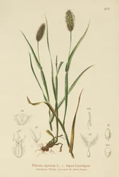 Fjälltimotej (Phleum alpinum)