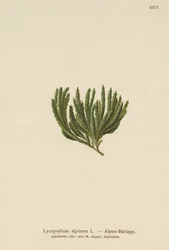 Alpin Clubmoss (Lycopodium alpinum, Diphasiastrum alpinum)