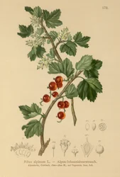 Alpvinbär (Ribes alpinum)