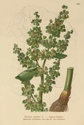Alpine Dock (Rumex alpinus)