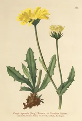 Alpine Hawks Beard (Crepis alpestris)