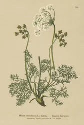 Alpin lovage (My mutellina, Ligusticum mutellina)