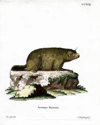 Alpin murmeldjur (färgad gravyr)