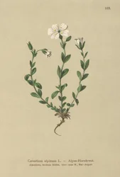 Alpin musöra (Cerastium alpinum)