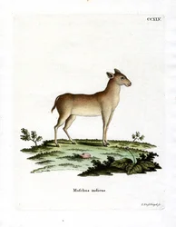 Alpine Mysk Deer (färgad gravyr)
