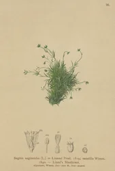 Alppärlört (Sagina saginoides, Sagina Linnaei, Sagina saxatilis)