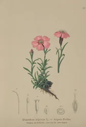 Alprosa (Dianthus alpinus)